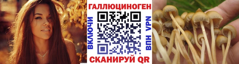 где можно купить   Красногорск  Псилоцибиновые грибы прущие грибы 
